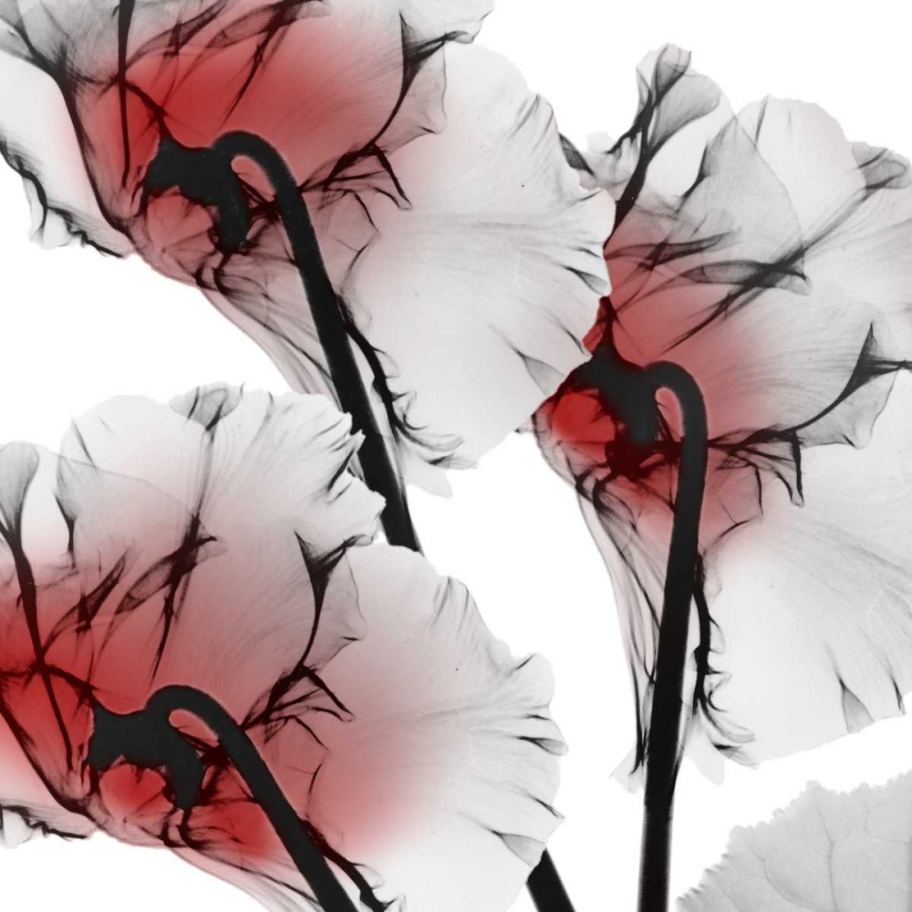 Crimson Luster Cyclamen art print by Albert Koetsier for $57.95 CAD