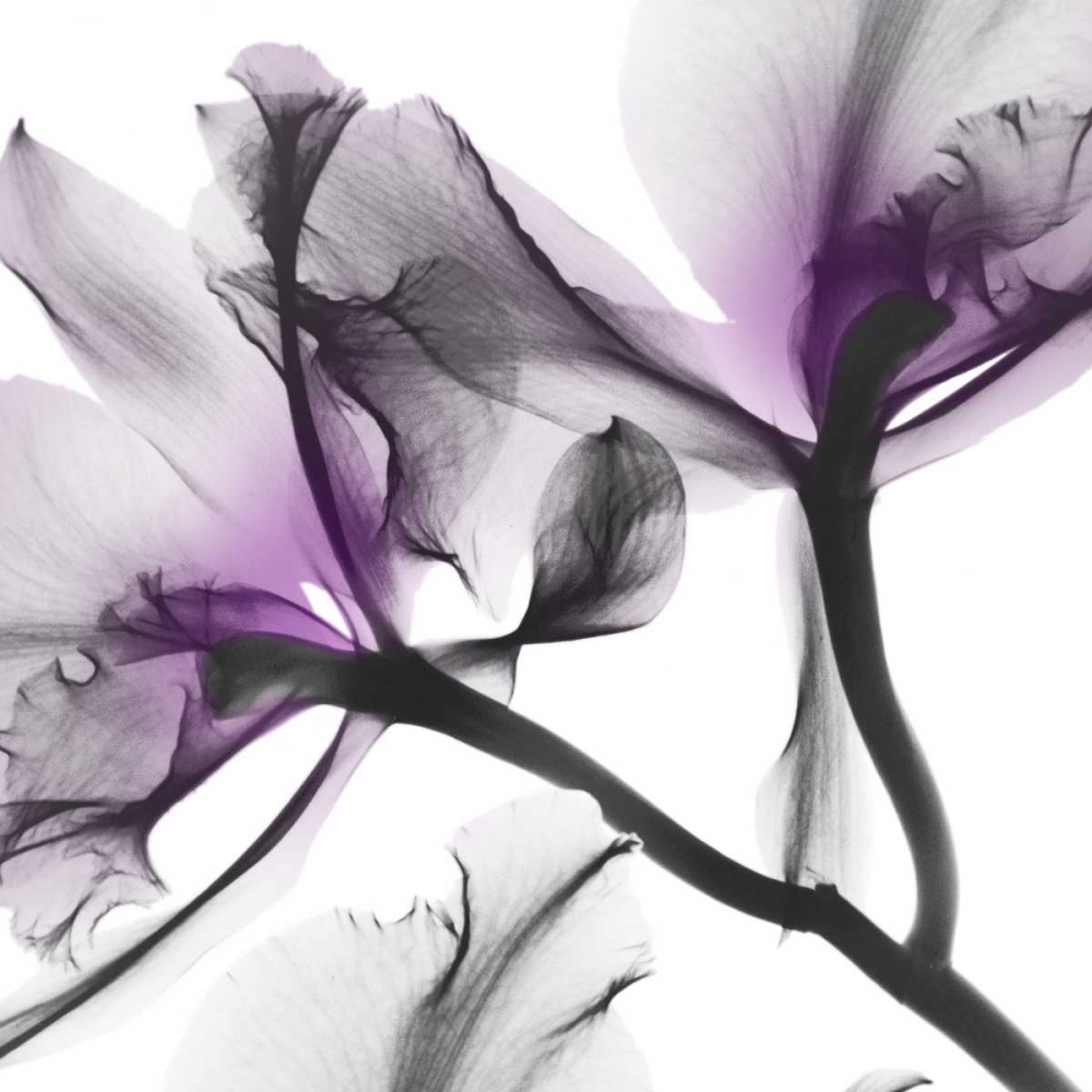 Lavender Luster 1 art print by Albert Koetsier for $57.95 CAD