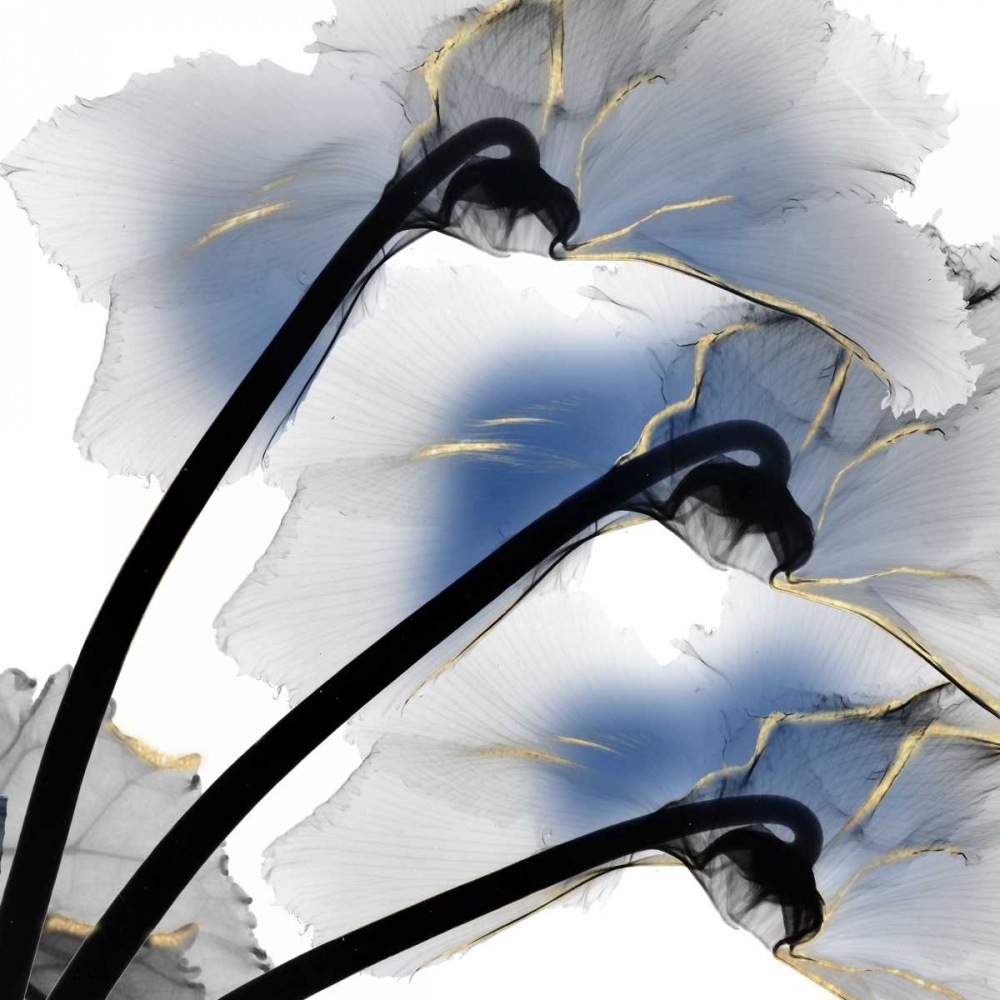 Indigo Luster Cyclamen art print by Albert Koetsier for $57.95 CAD