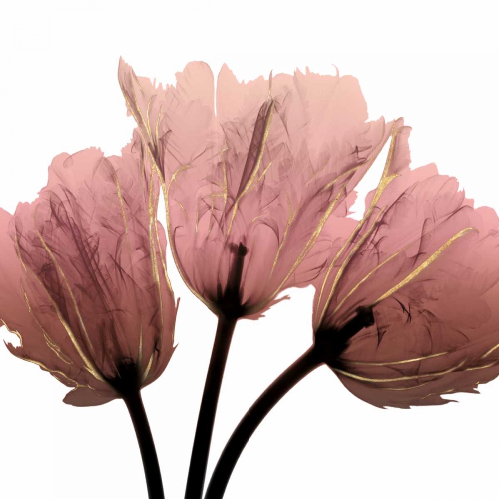 Alizarin Splendor 2 art print by Albert Koetsier for $57.95 CAD
