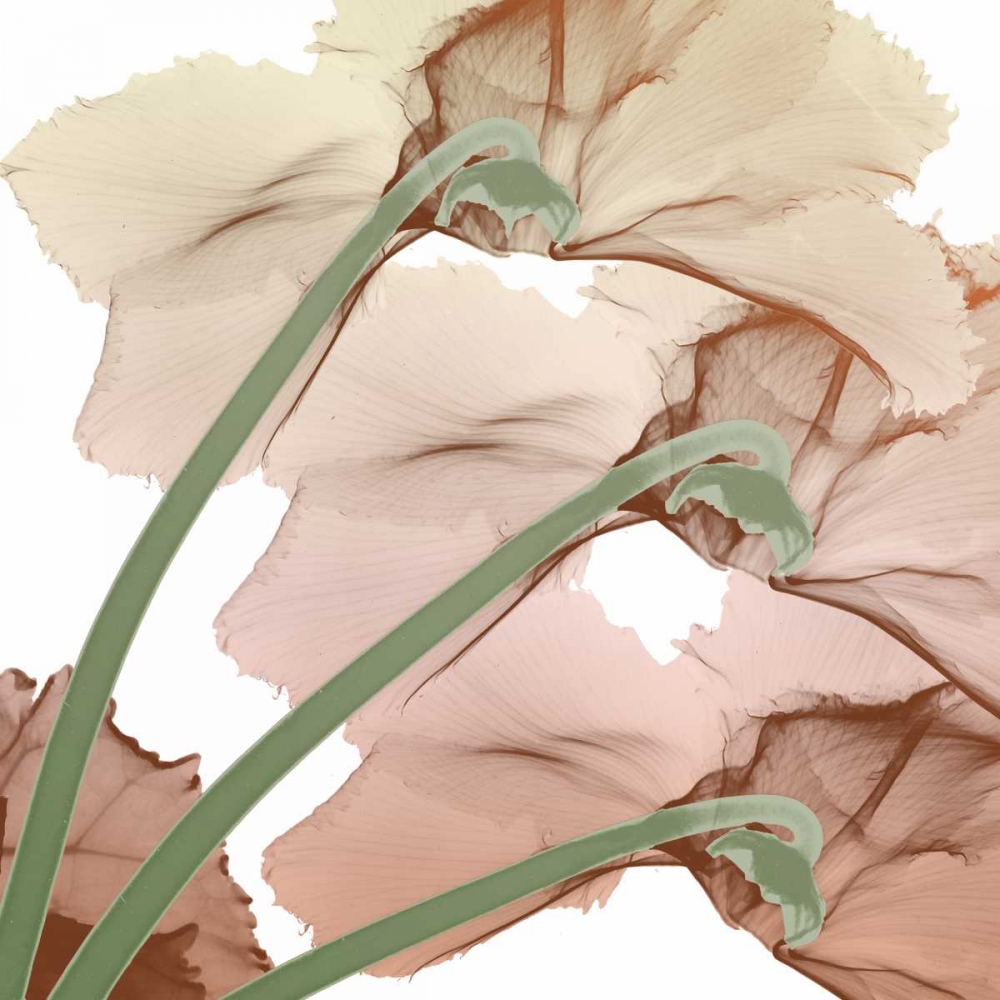 Peach Luster Cyclamen 1 art print by Albert Koetsier for $57.95 CAD