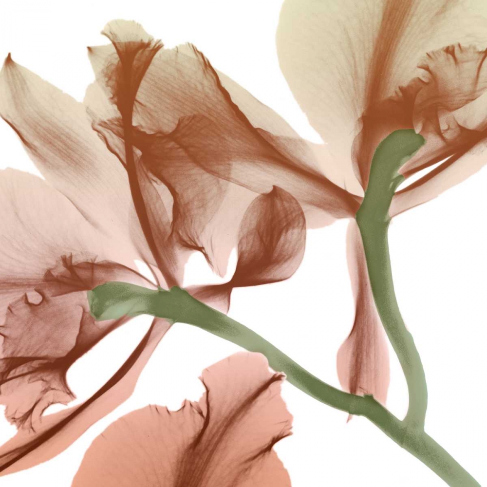 Peach Luster Cyclamen 2 art print by Albert Koetsier for $57.95 CAD