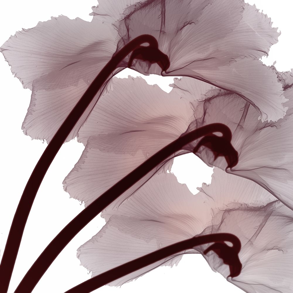 Burgundy  Luster art print by Albert Koetsier for $57.95 CAD