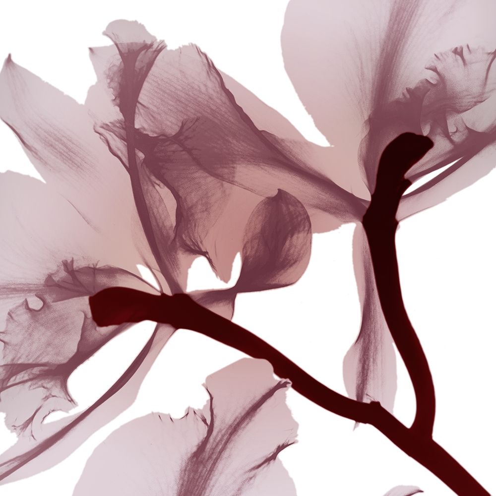 Burgundy  Luster 2 art print by Albert Koetsier for $57.95 CAD