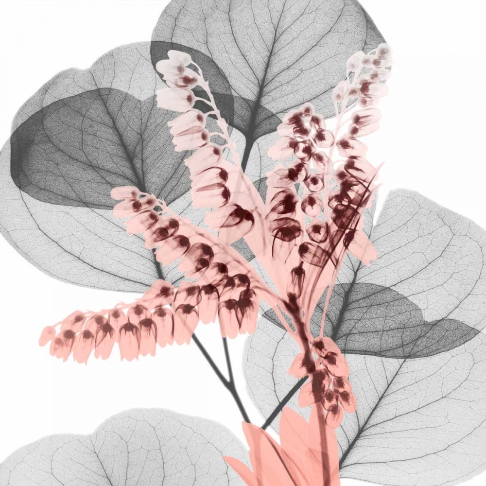 Eucalyptus Blush 1 art print by Albert Koetsier for $57.95 CAD