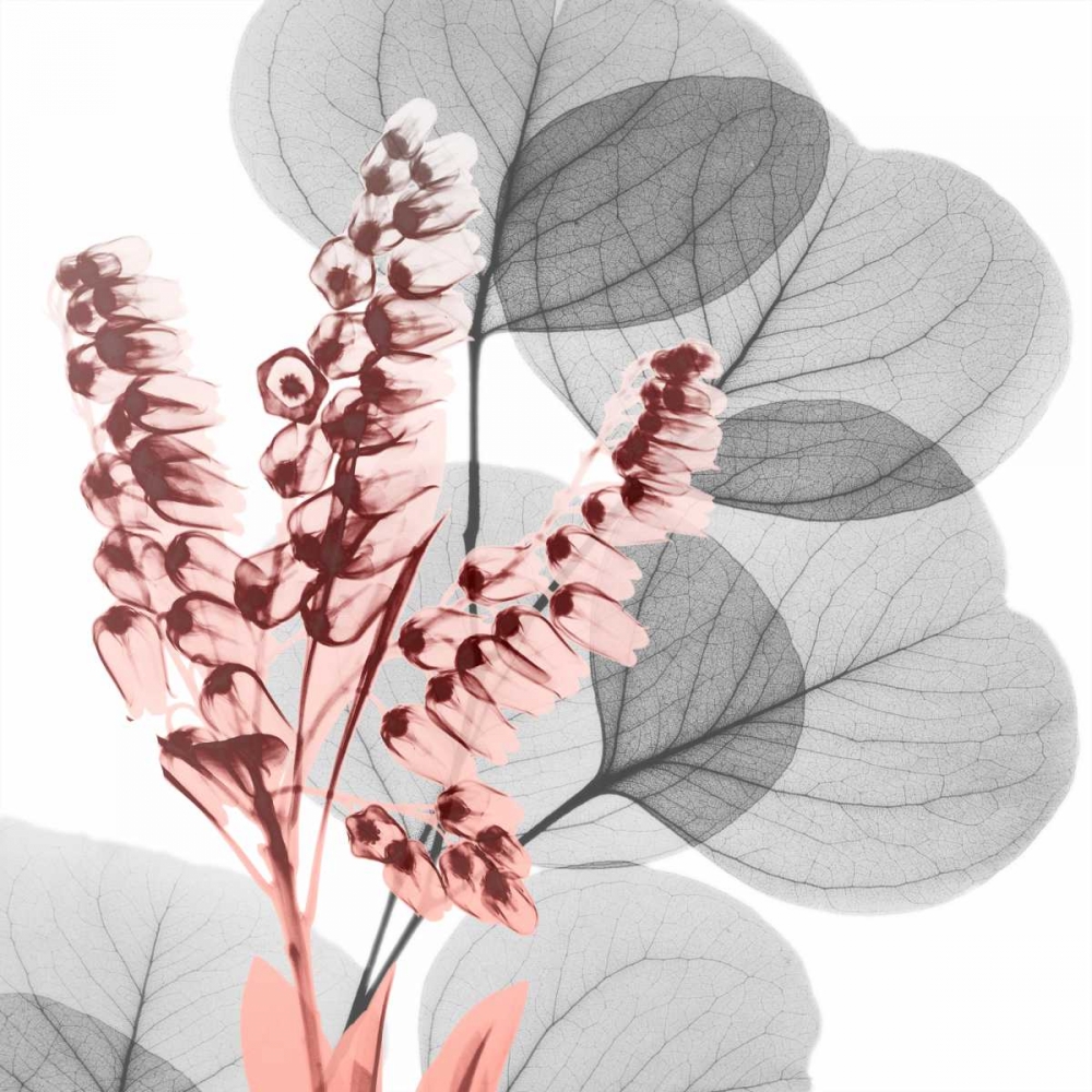 Eucalyptus Blush 2 art print by Albert Koetsier for $57.95 CAD