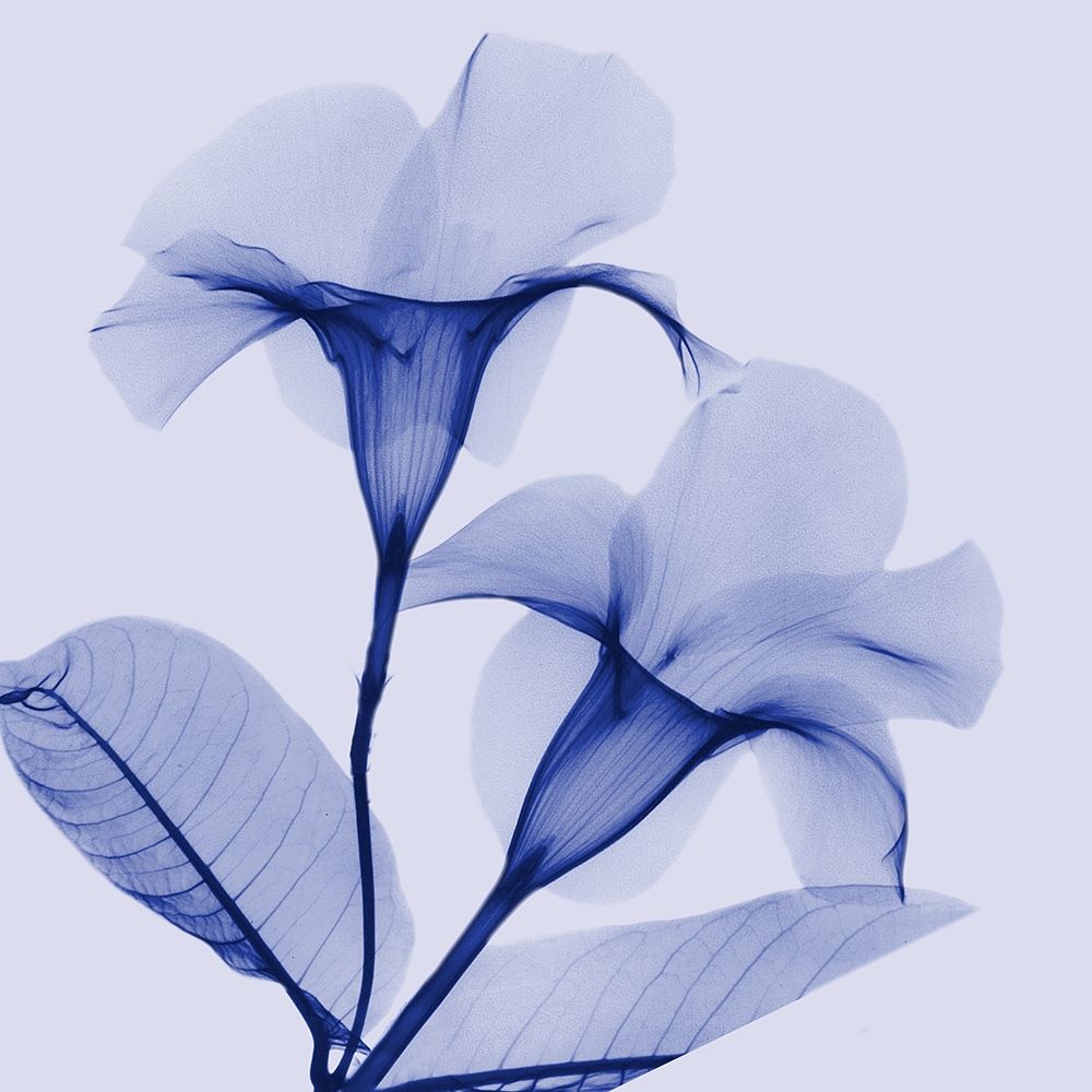 Lavender Lust art print by Albert Koetsier for $57.95 CAD