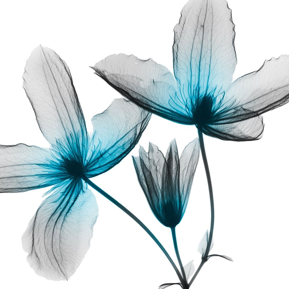 Vibrant Clematis art print by Albert Koetsier for $57.95 CAD