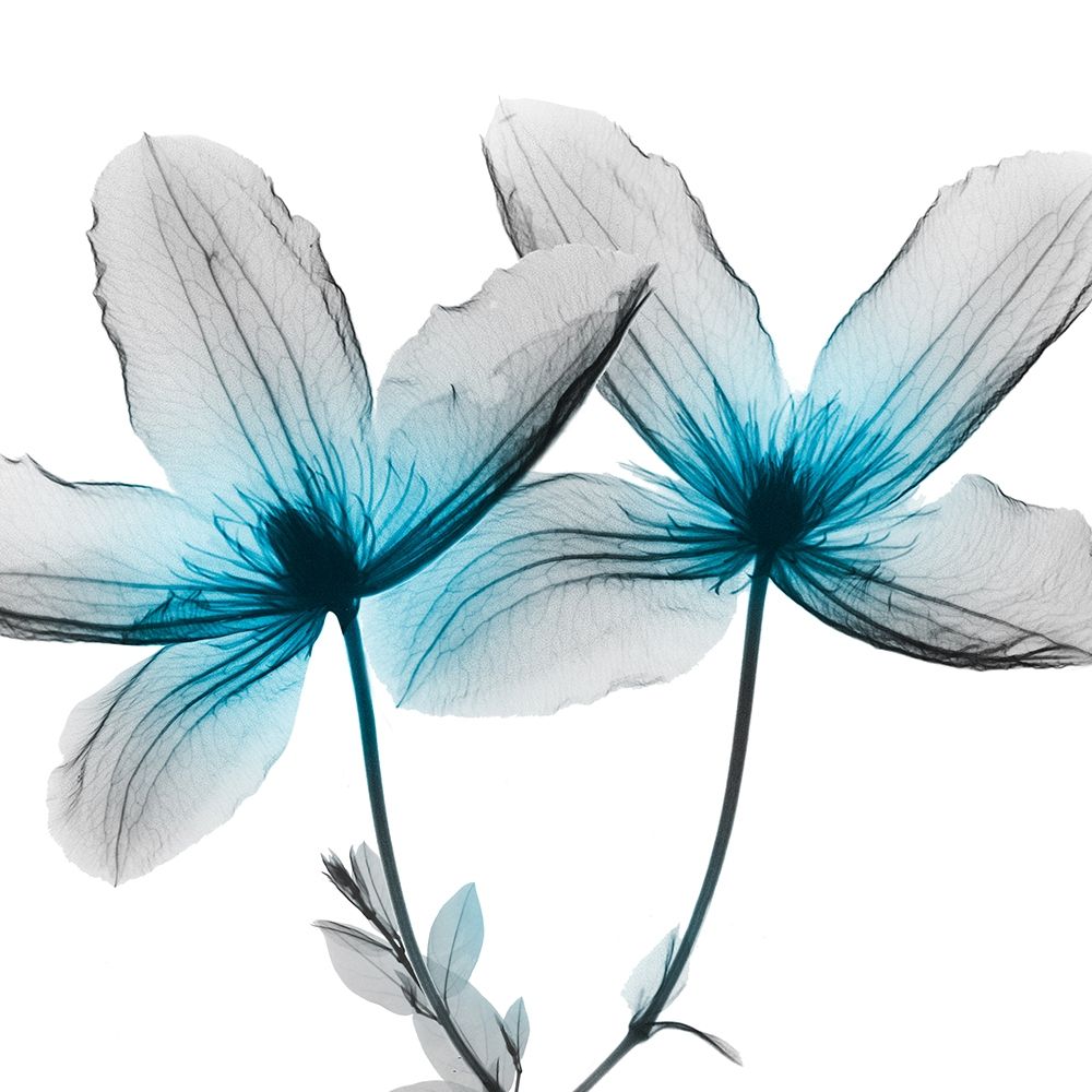 Vibrant Clematis 2 art print by Albert Koetsier for $57.95 CAD