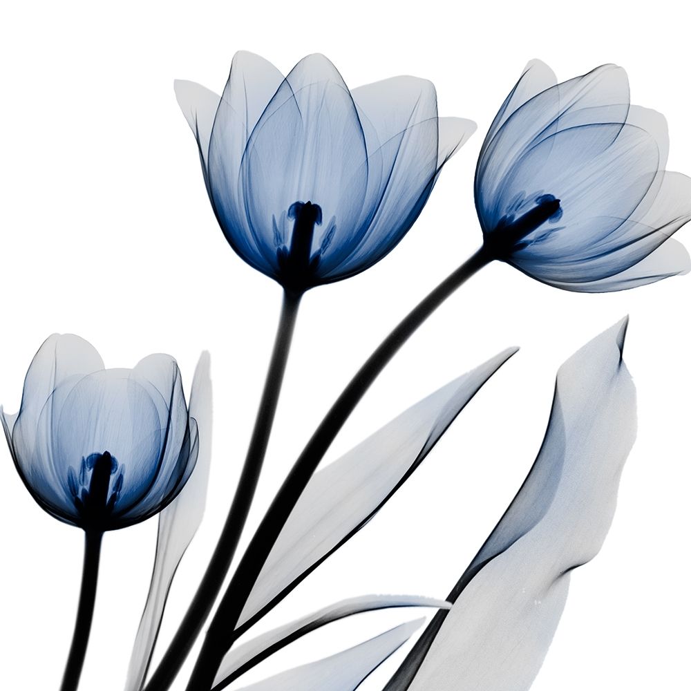 Brilliant Night Tulips C68 art print by Albert Koetsier for $57.95 CAD