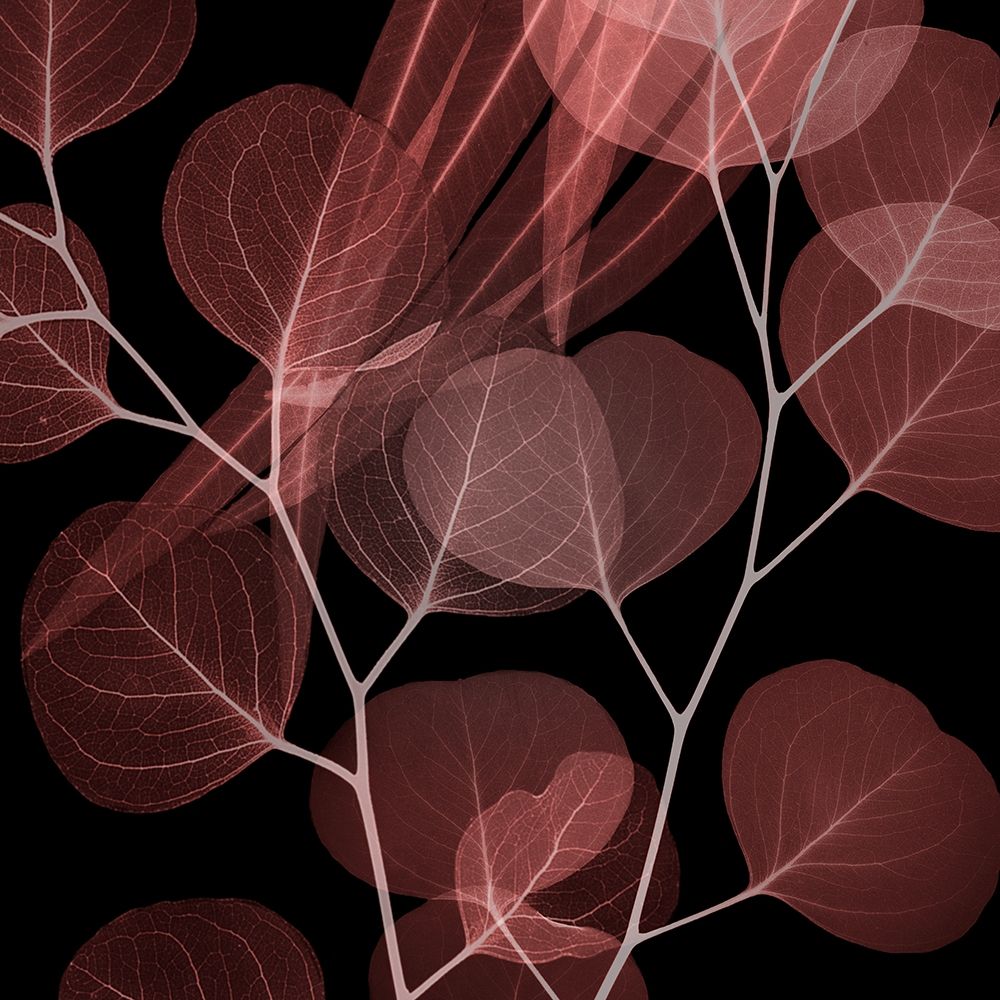 Coral Infused Eucalyptus 2 art print by Albert Koetsier for $57.95 CAD