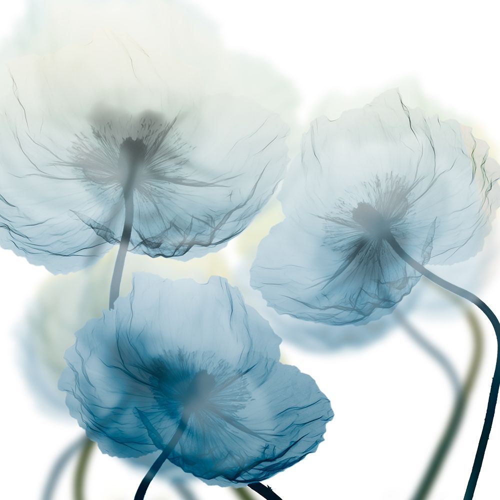 Unfocused Beauty 1 art print by Albert Koetsier for $57.95 CAD