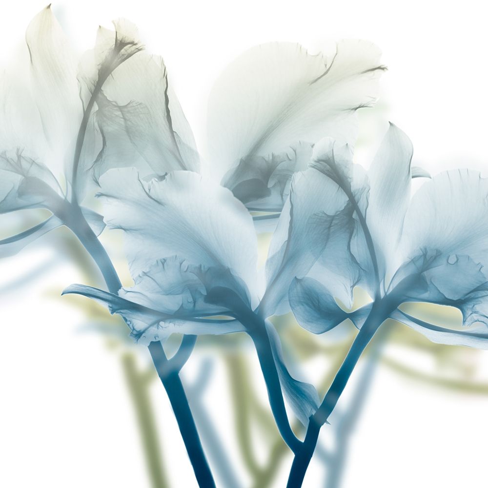 Unfocused Beauty 3 art print by Albert Koetsier for $57.95 CAD