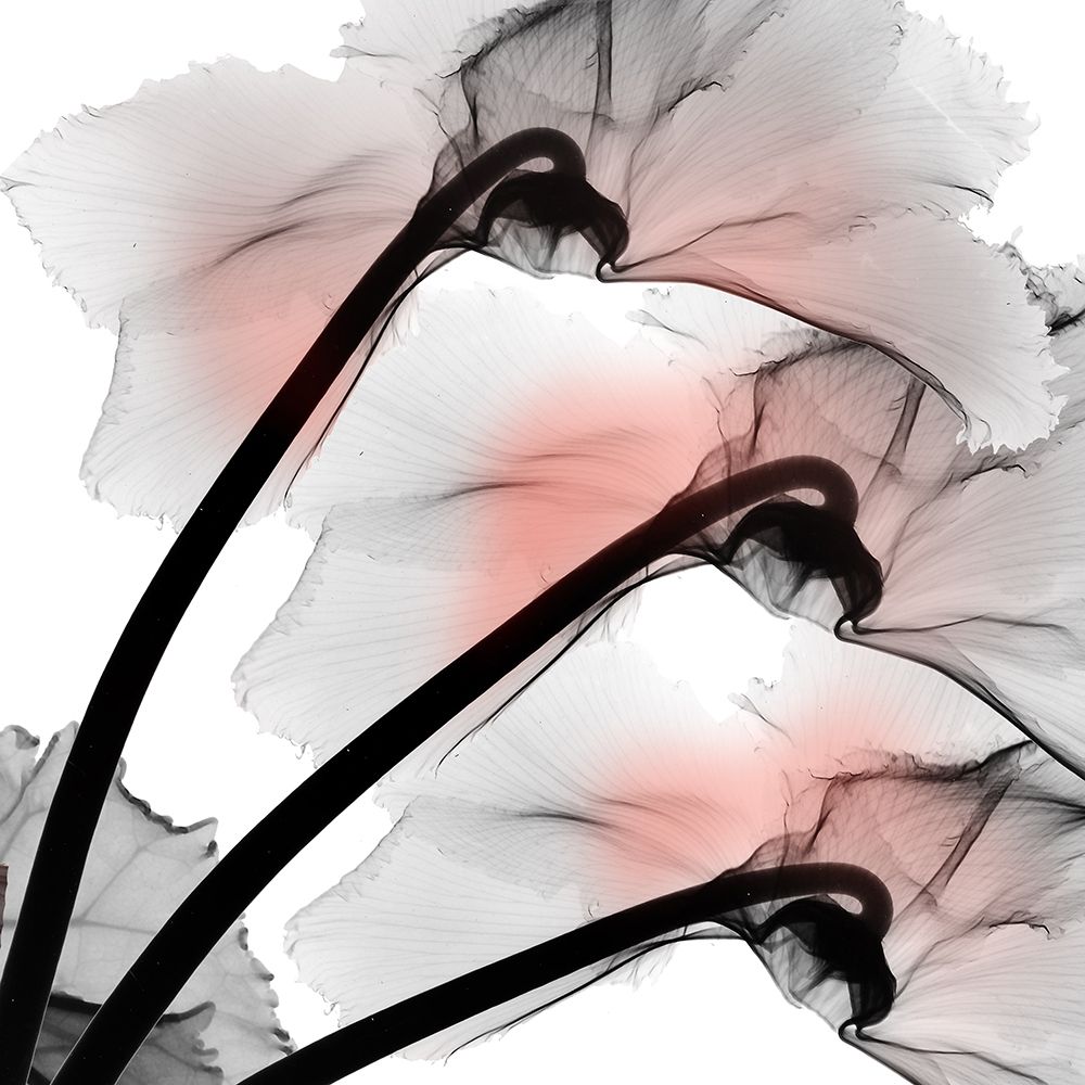 Coral Luster Cyclamen 2 art print by Albert Koetsier for $57.95 CAD