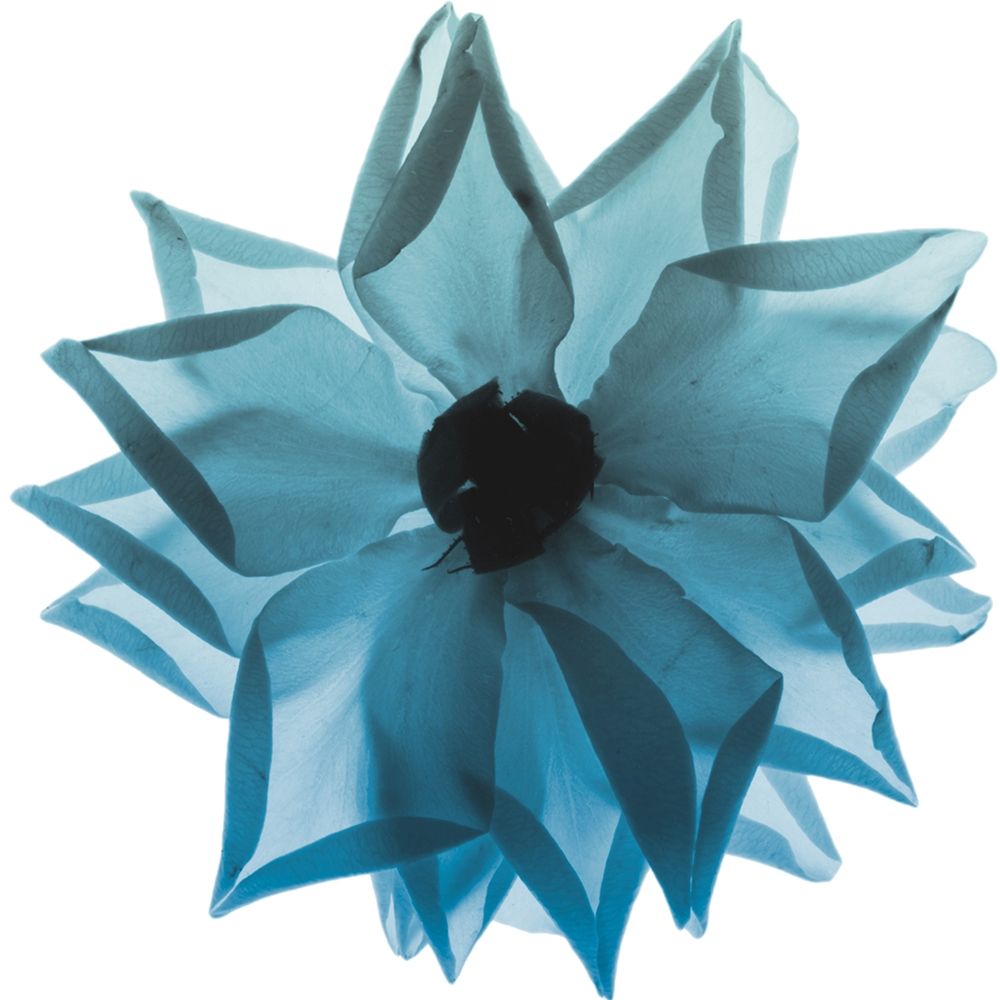 Rose Petal Blues 1 art print by Albert Koetsier for $57.95 CAD