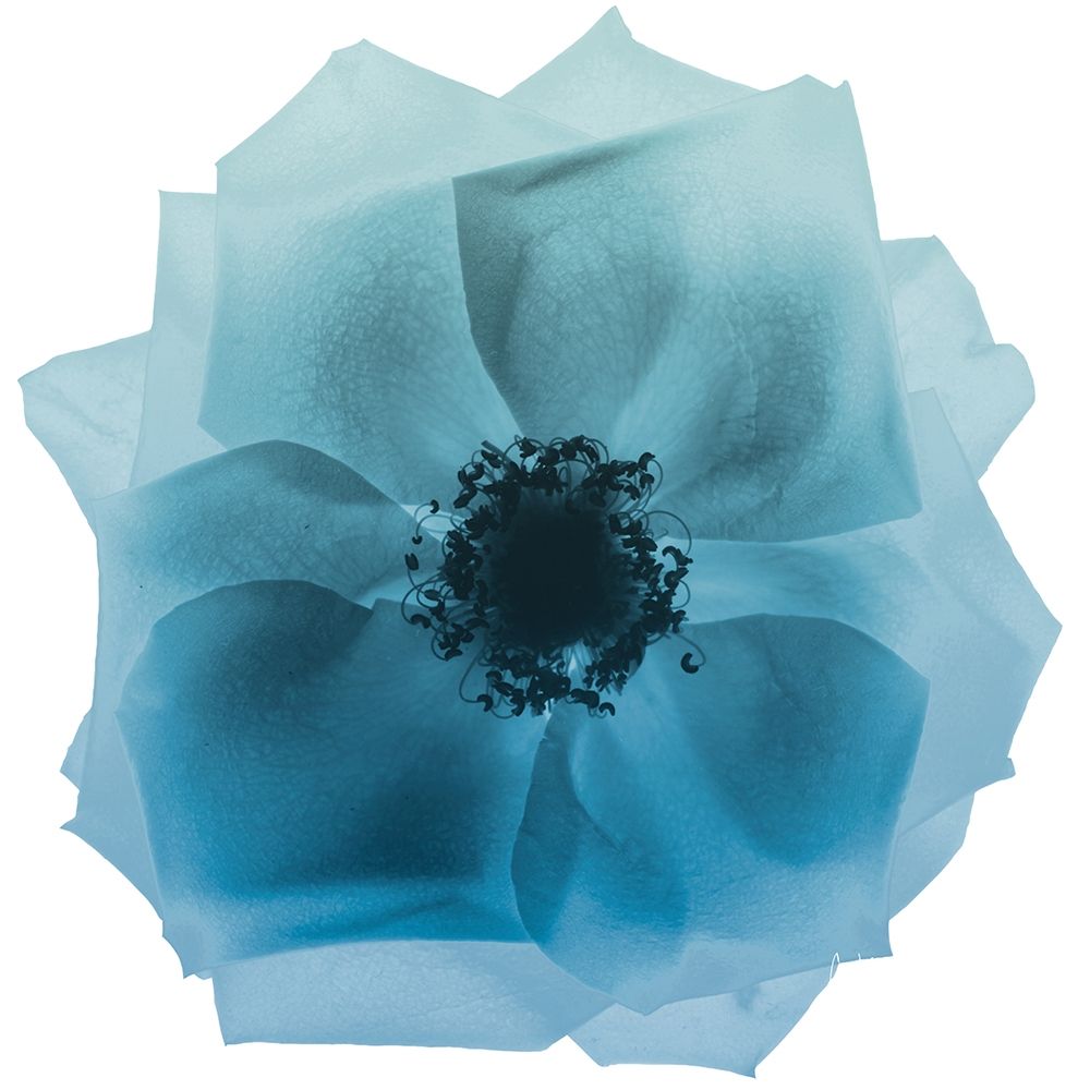 Rose Petal Blues 2 art print by Albert Koetsier for $57.95 CAD