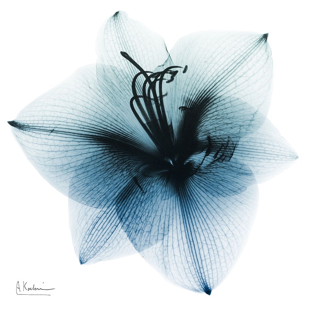 Glacial Amaryllis 1 art print by Albert Koetsier for $57.95 CAD