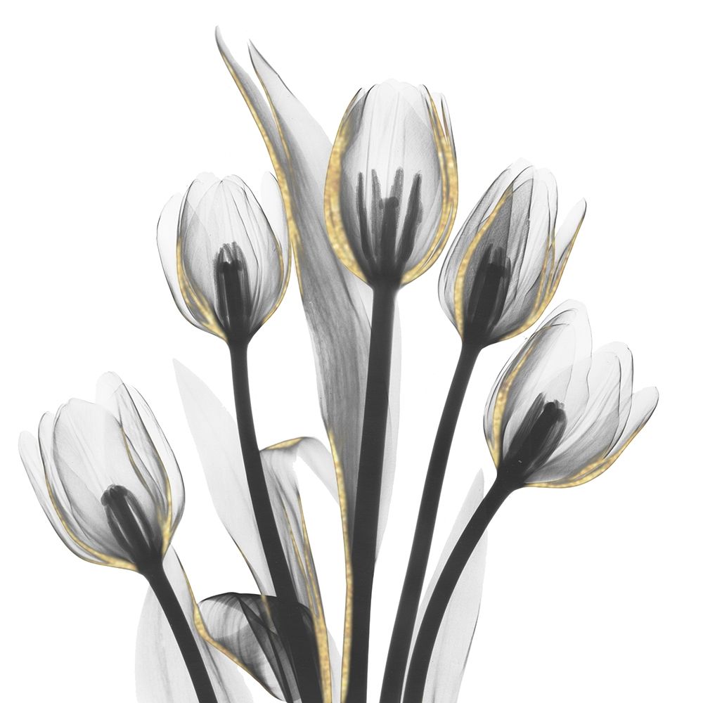 Gold Embellished Tulips 1 art print by Albert Koetsier for $57.95 CAD