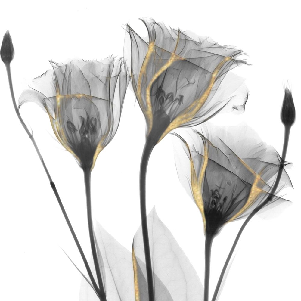 Gold Embellished Gentians 1 art print by Albert Koetsier for $57.95 CAD