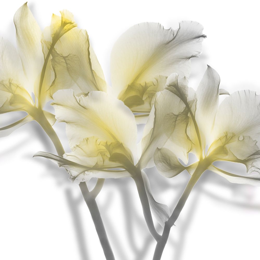 Unfocused Light 2 art print by Albert Koetsier for $57.95 CAD