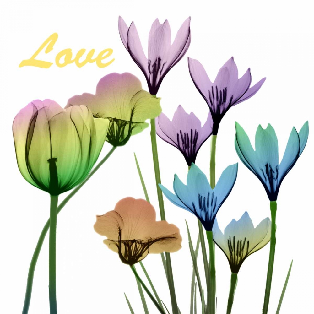 Floral Rainbow Love art print by Albert Koetsier for $57.95 CAD