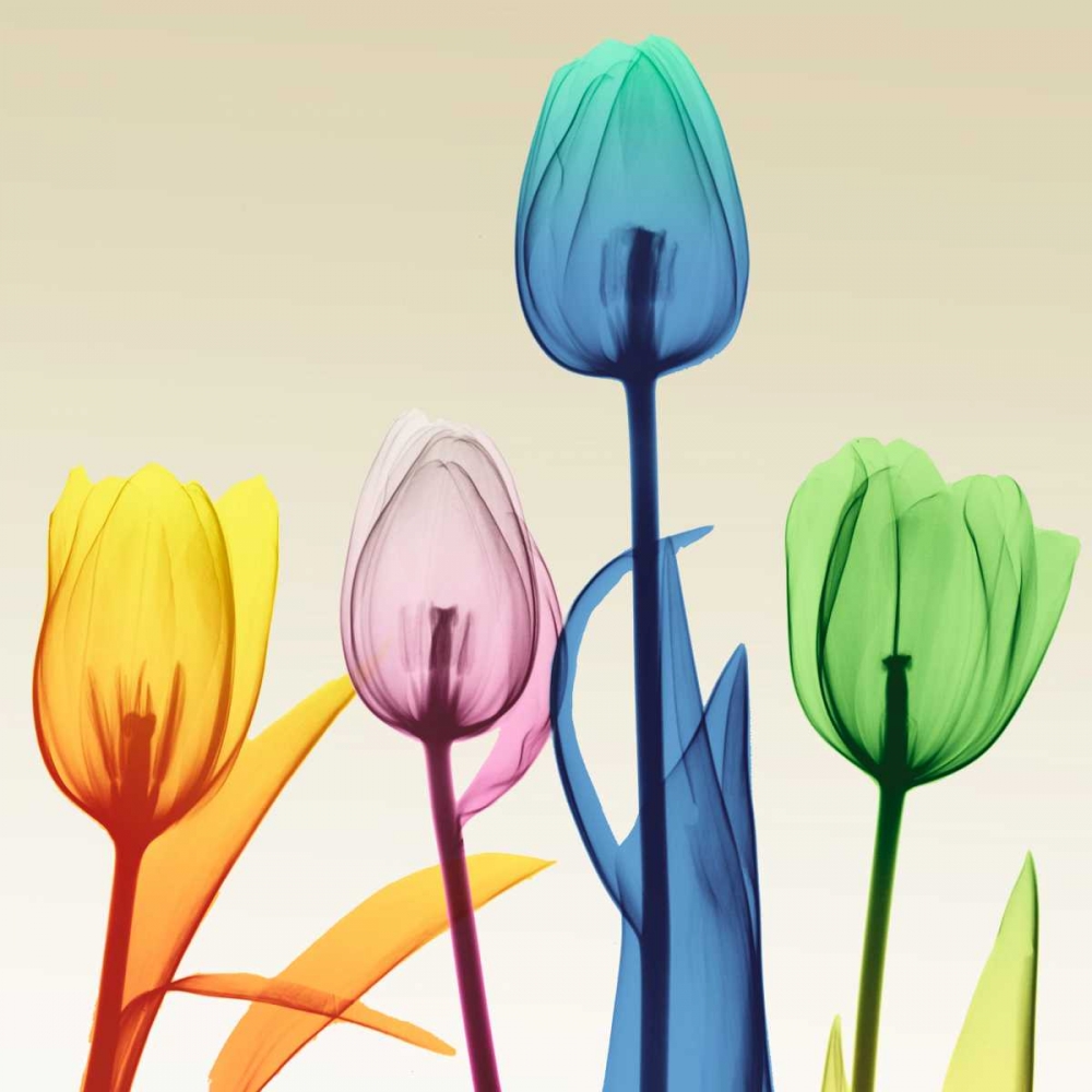 Floral Splurge 1 art print by Albert Koetsier for $57.95 CAD
