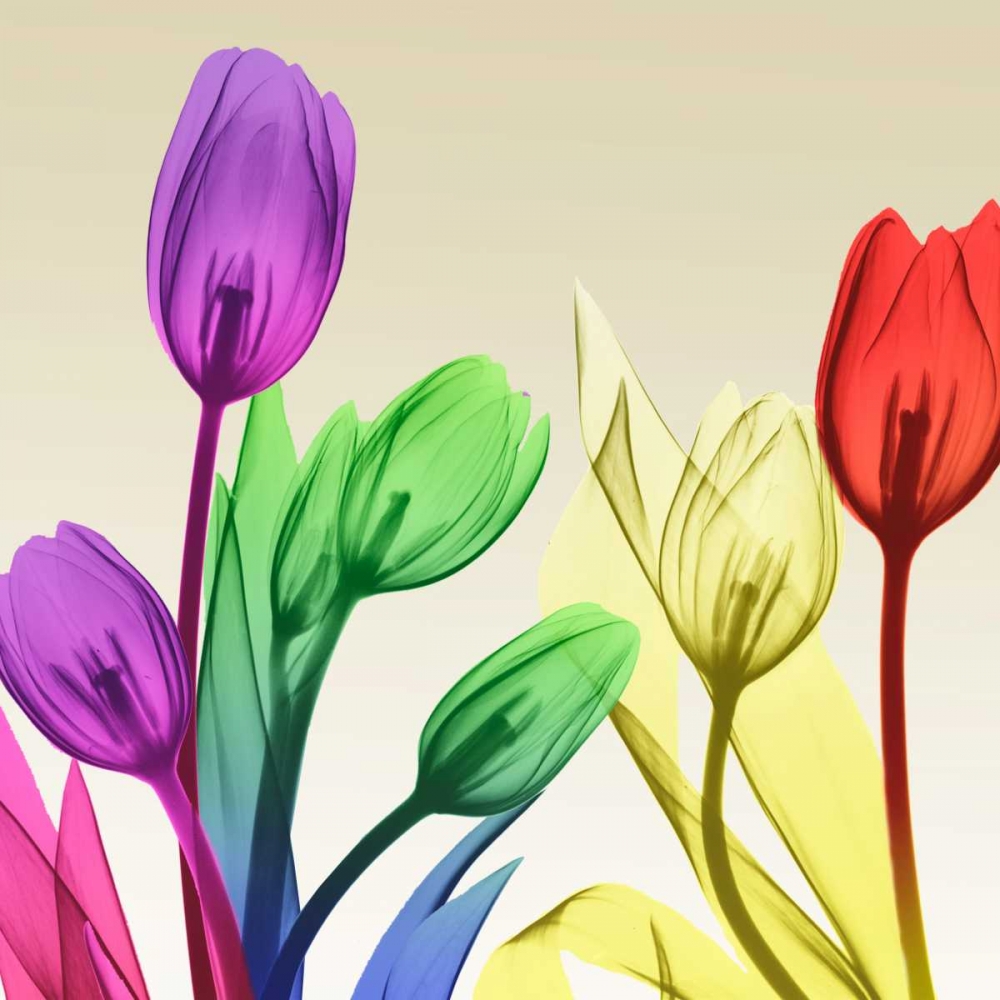 Floral Splurge 2 art print by Albert Koetsier for $57.95 CAD