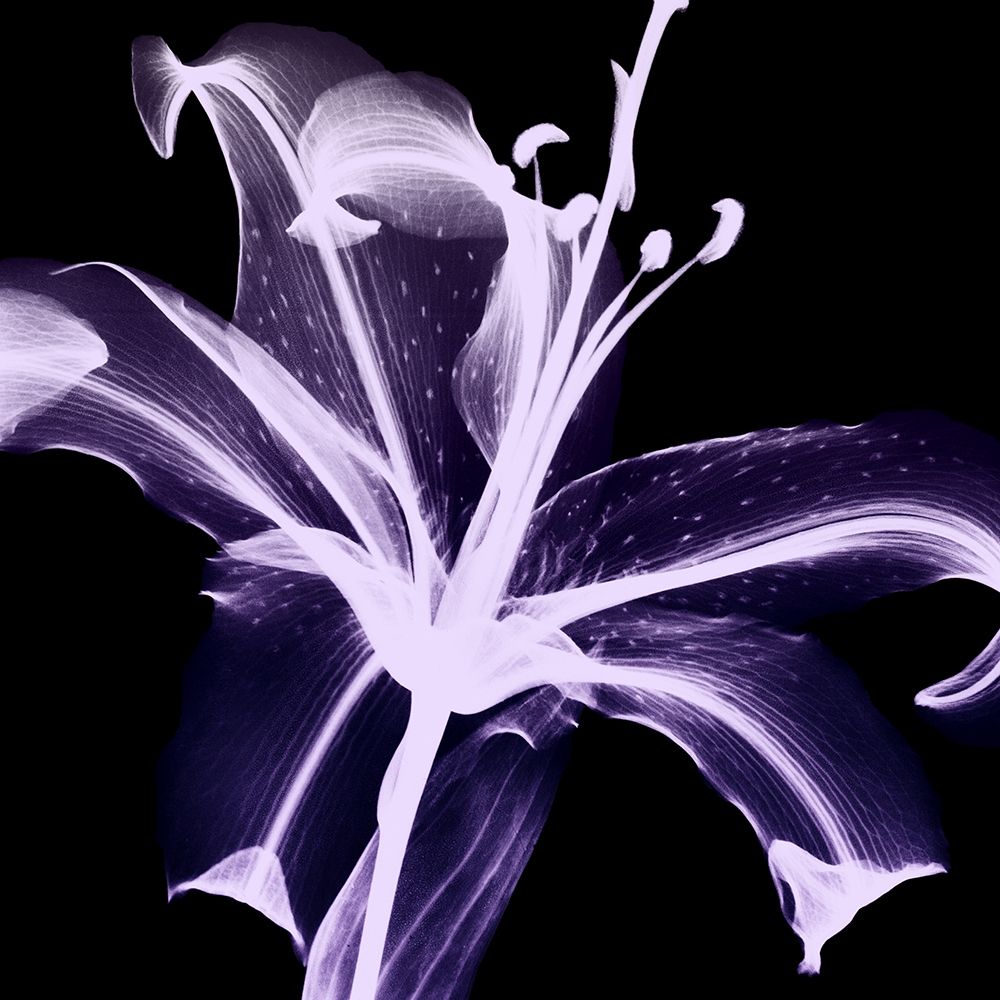 Violet Explosion 2 art print by Albert Koetsier for $57.95 CAD