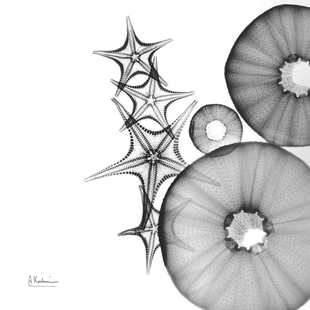 Aquatic Slice 1 art print by Albert Koetsier for $57.95 CAD