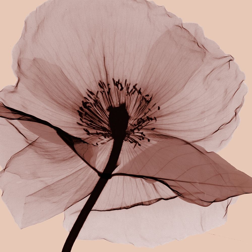 Poppy Love art print by Albert Koetsier for $57.95 CAD