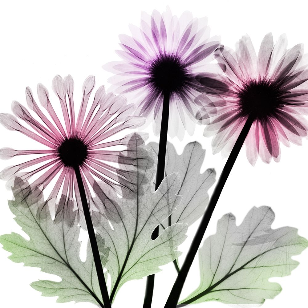 Vanishing Brilliance 2 art print by Albert Koetsier for $57.95 CAD