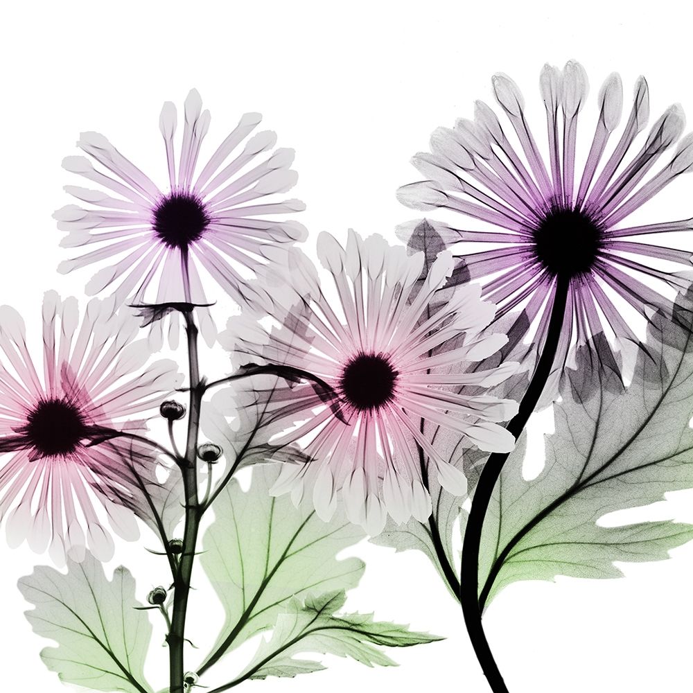 Vanishing Brilliance 3 art print by Albert Koetsier for $57.95 CAD