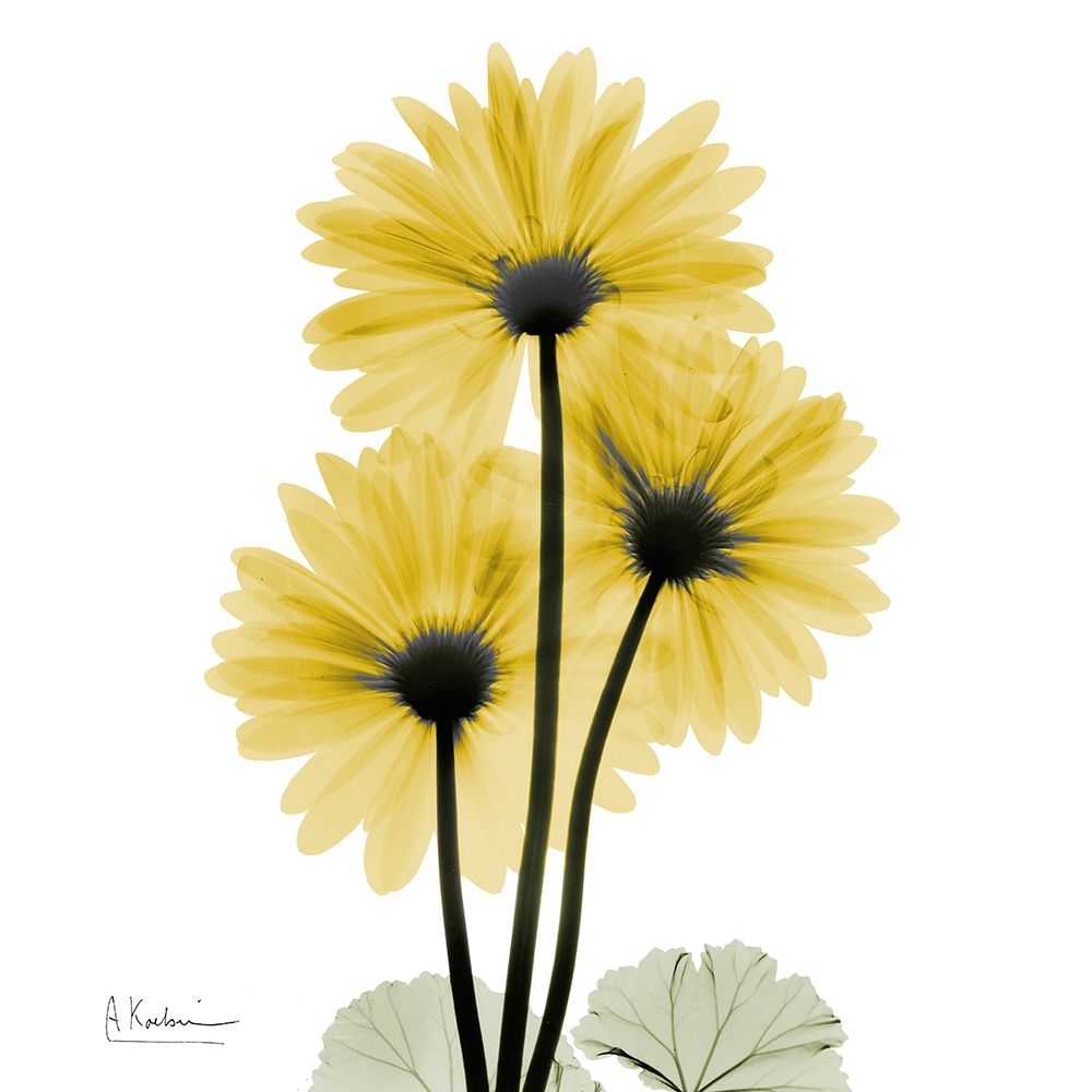 Golden Gerbera 2 art print by Albert Koetsier for $57.95 CAD