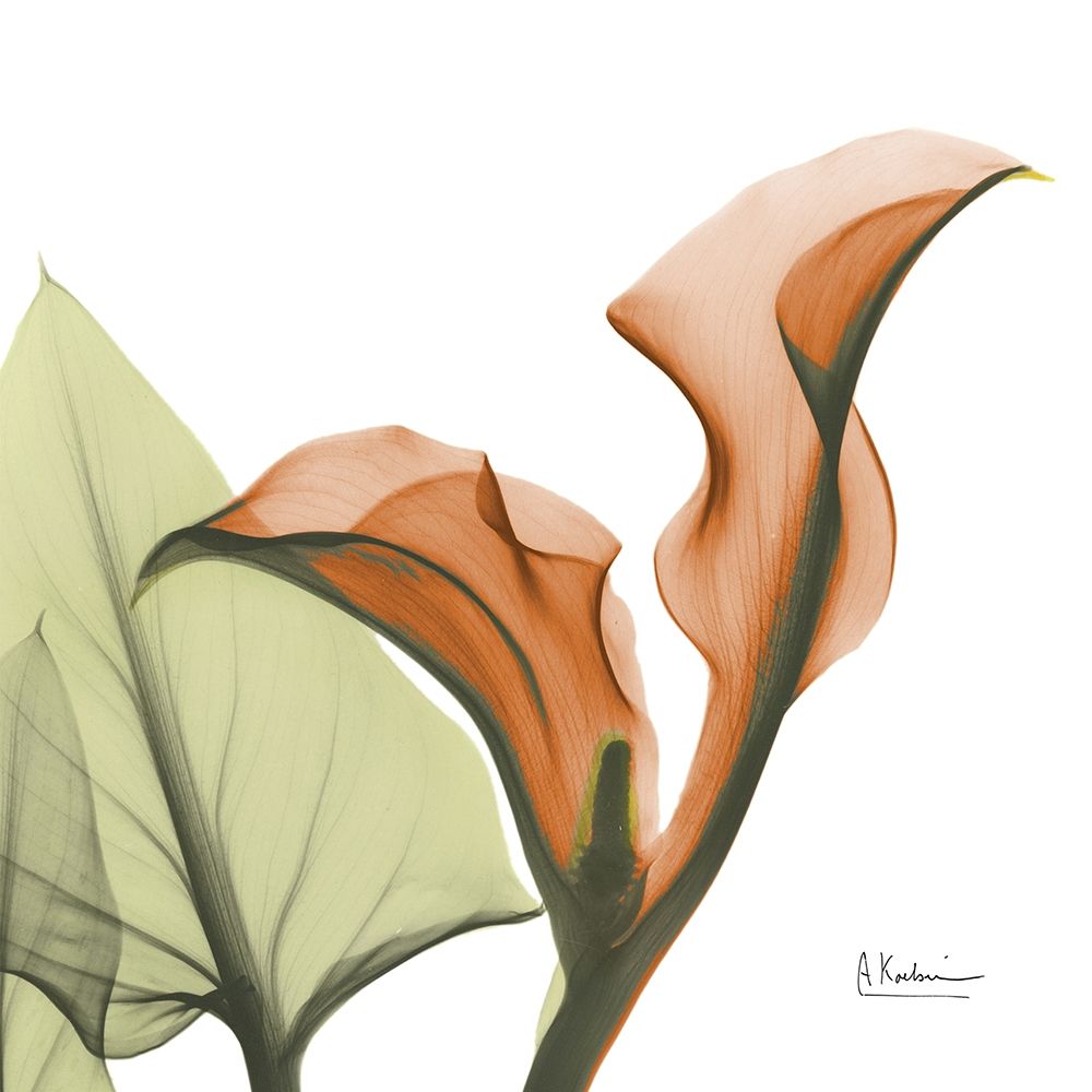 Crimson Calla L235 art print by Albert Koetsier for $57.95 CAD