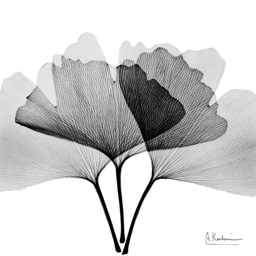 Inverted Ginko 5 art print by Albert Koetsier for $57.95 CAD