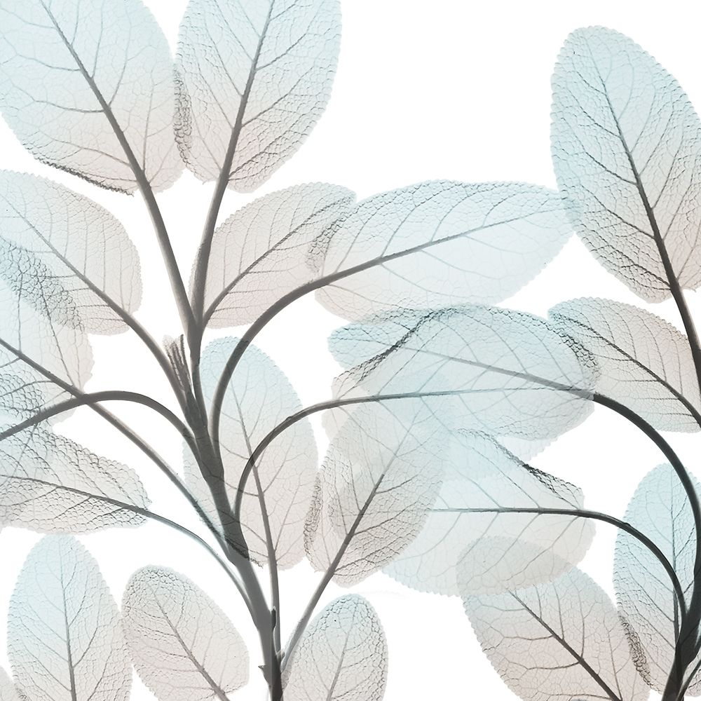 Sandy Blooms 1 art print by Albert Koetsier for $57.95 CAD
