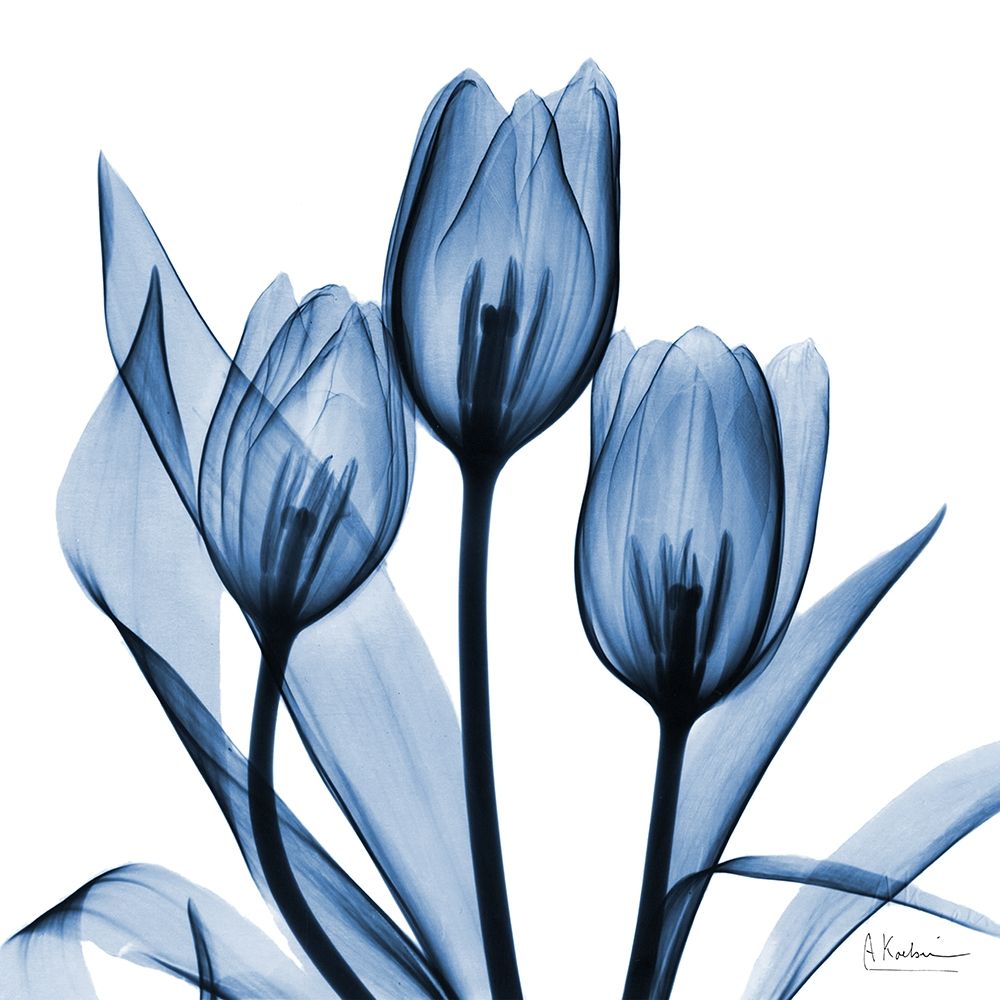 Indigo Tulips art print by Albert Koetsier for $57.95 CAD
