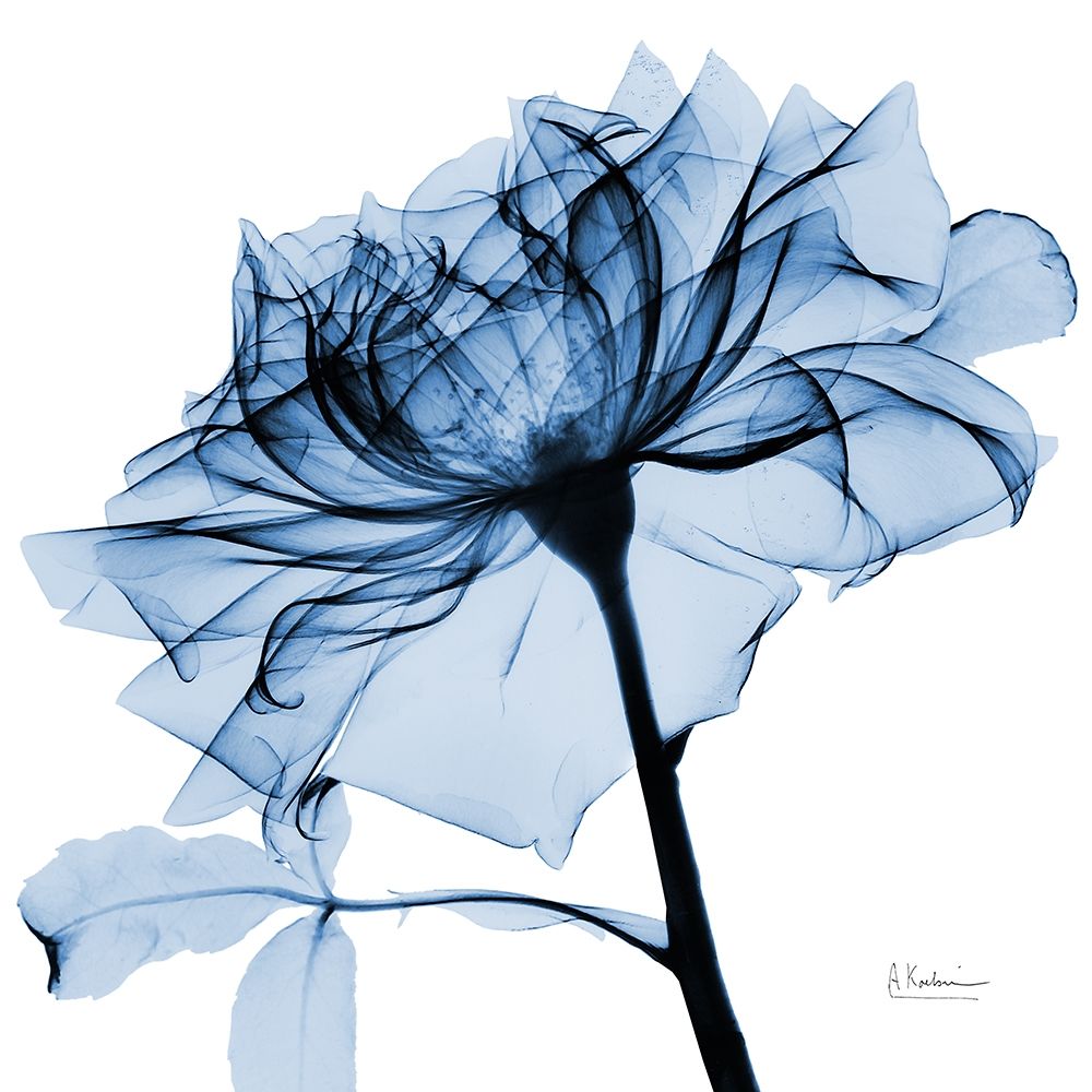 Indigo Rose 2 art print by Albert Koetsier for $57.95 CAD