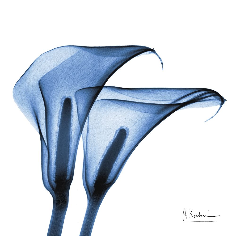 Indigo Infused Calla Lilies art print by Albert Koetsier for $57.95 CAD