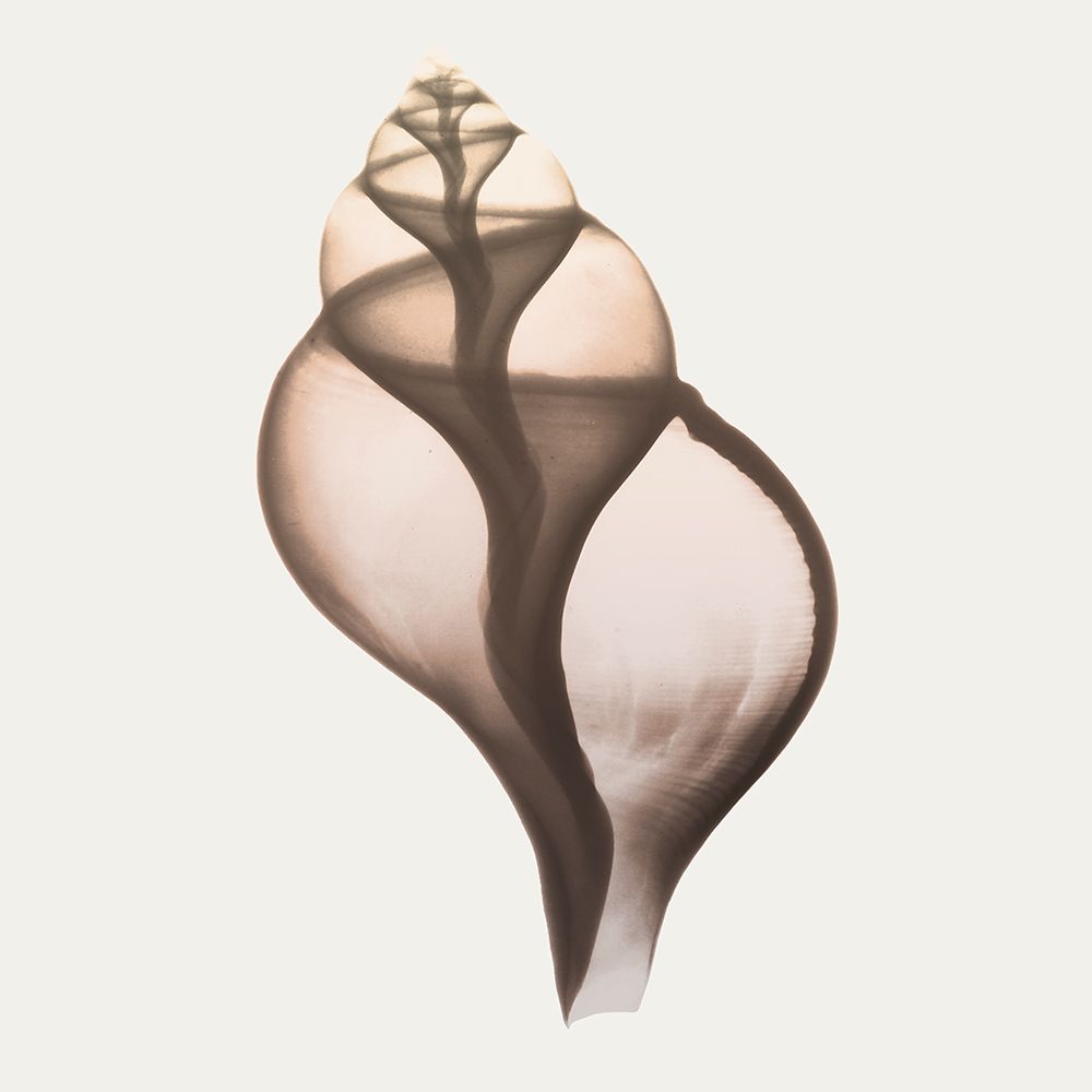 Sandy Sea Shells 1 art print by Albert Koetsier for $57.95 CAD