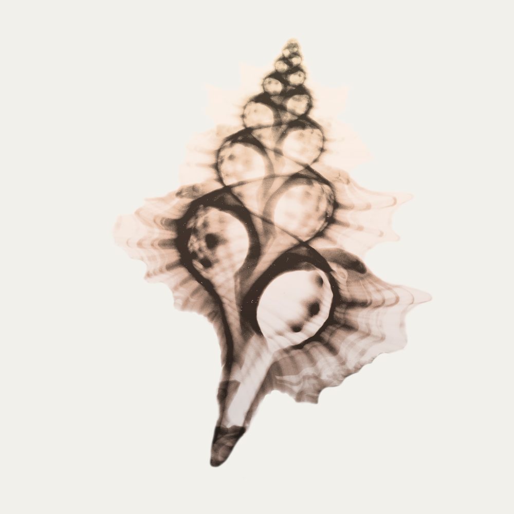 Sandy Sea Shells 2 art print by Albert Koetsier for $57.95 CAD
