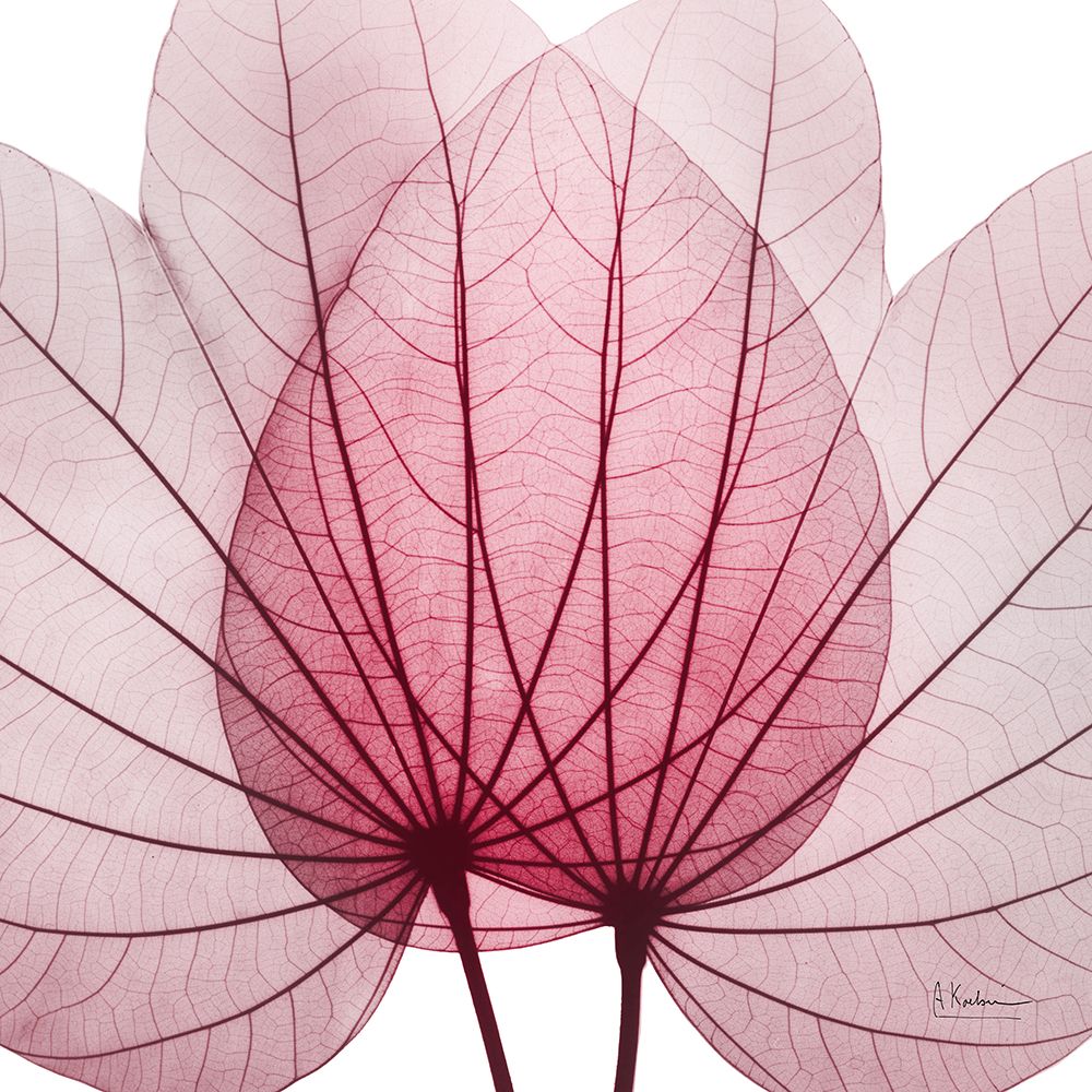 Brilliant Orchid Tree art print by Albert Koetsier for $57.95 CAD