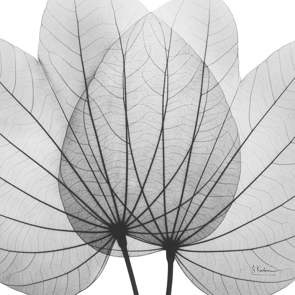 Orchid Tree BW art print by Albert Koetsier for $57.95 CAD