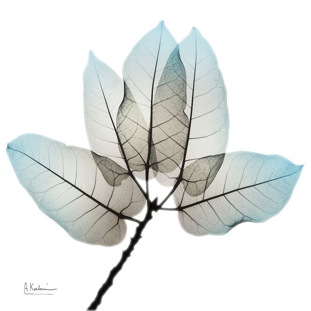 Natural Botanical Elements 1 art print by Albert Koetsier for $57.95 CAD