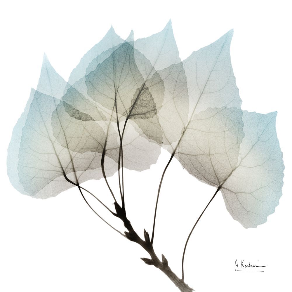 Natural Botanical Elements 2 art print by Albert Koetsier for $57.95 CAD