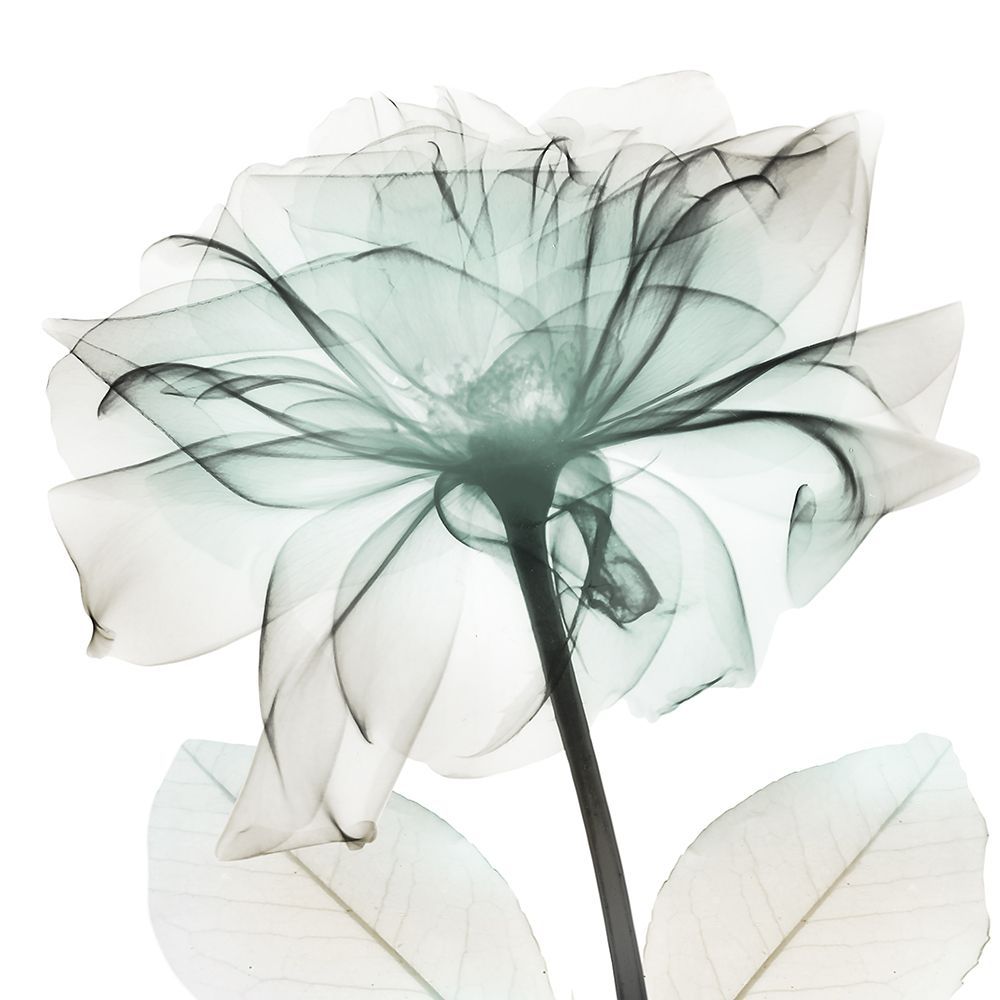 Emerald Rose 2 art print by Albert Koetsier for $57.95 CAD