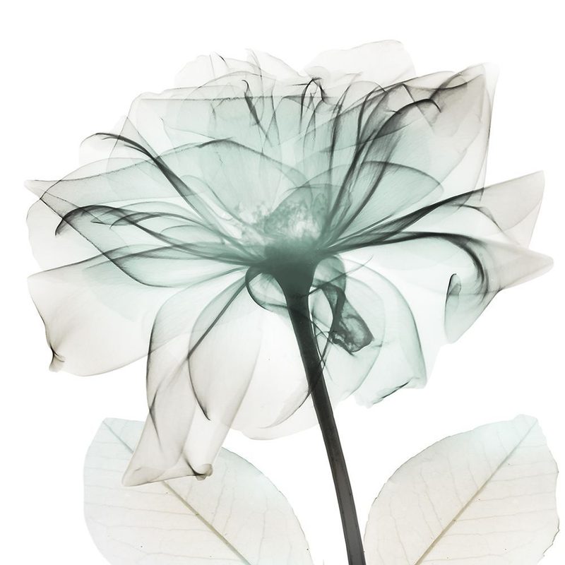 Emerald Rose 2 art print by Albert Koetsier for $57.95 CAD