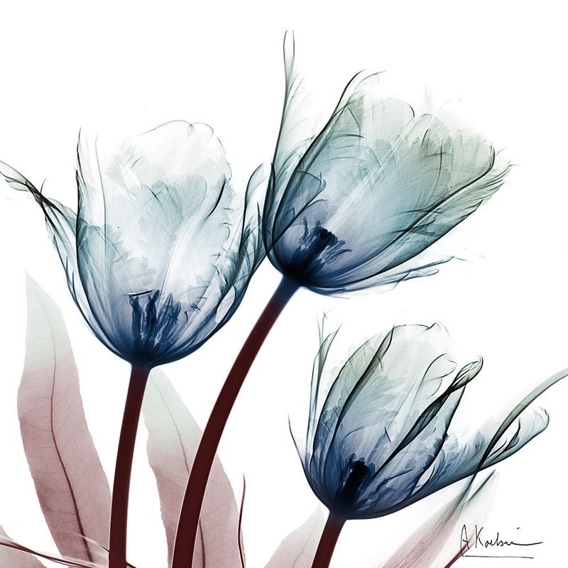 Vibrant Tulips 1 art print by Albert Koetsier for $57.95 CAD