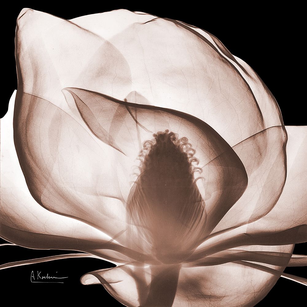 Magnolia Mocha Beauty 1 V2 art print by Albert Koetsier for $57.95 CAD