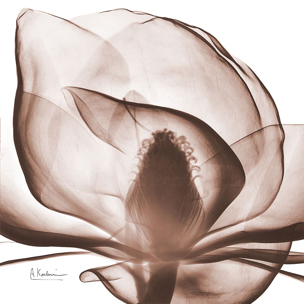 Magnolia Mocha Beauty 1 art print by Albert Koetsier for $57.95 CAD